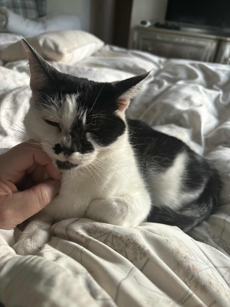 Daisy needs a new home 