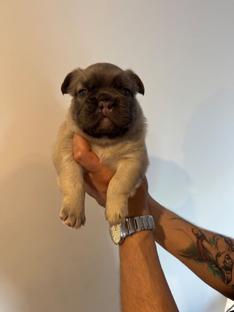 French Bulldog Puppies for Sale – Ready 8th December