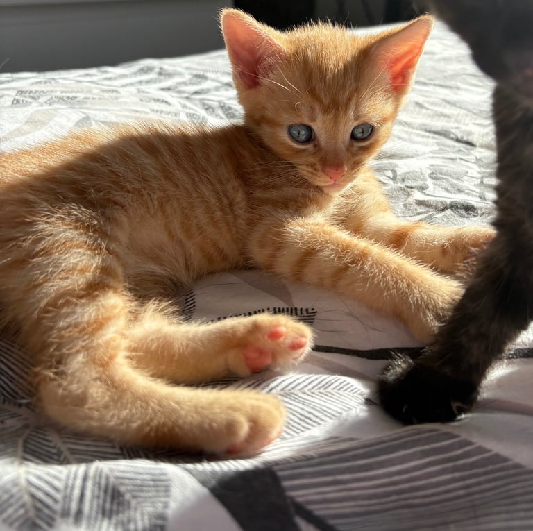 KITTENS ready to go now 