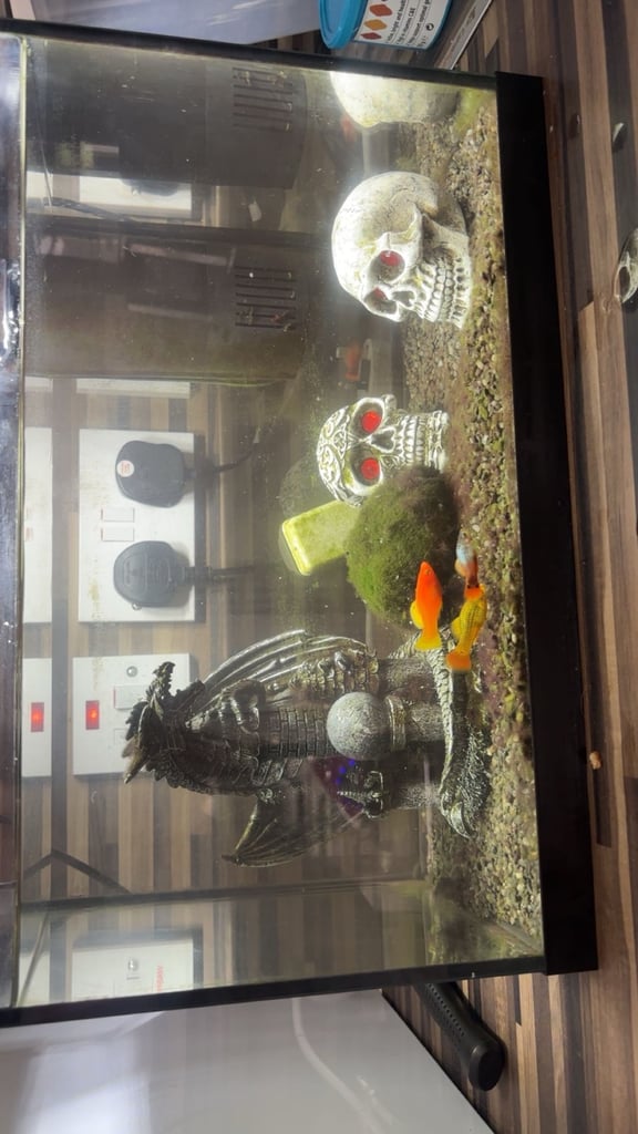 Fish tank and fish 