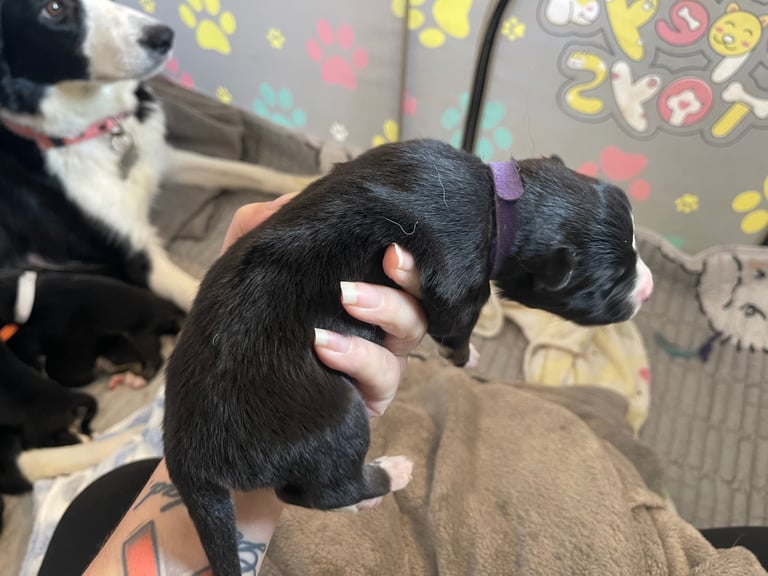 Borsky puppies !! SOLD SOLD !!