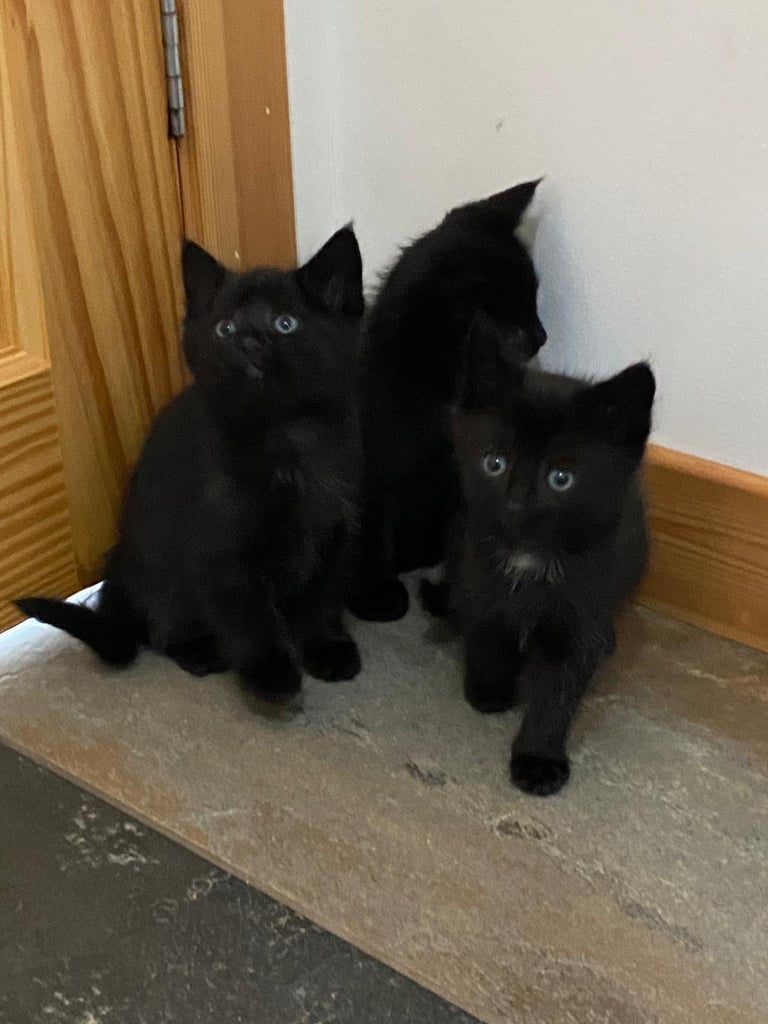 image for Kittens available 