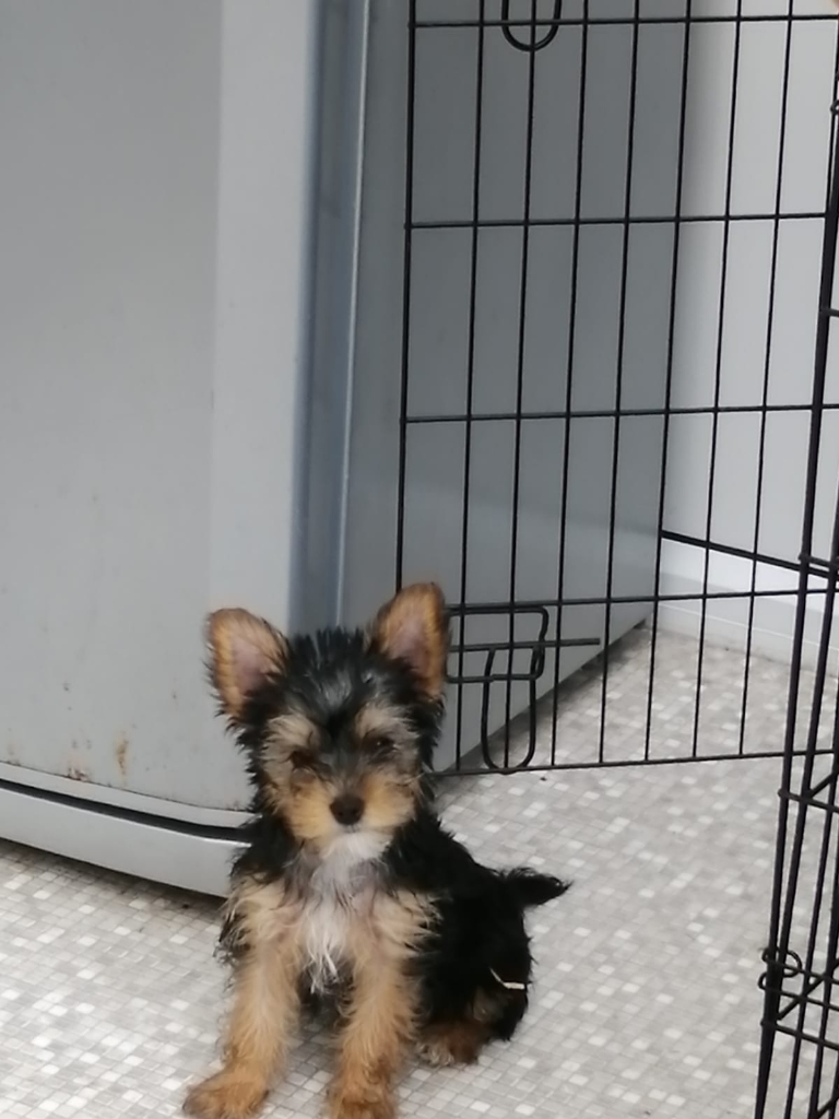 YorkShire Terrier puppies for sale 12 weeks old.