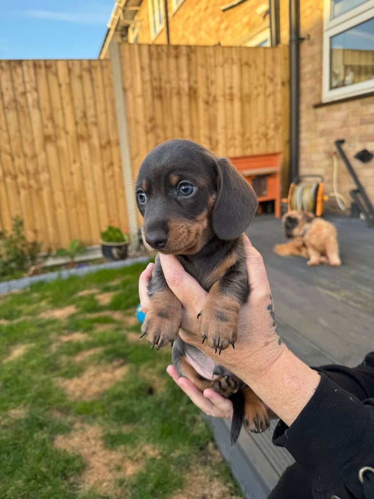KC Miniature dachshund
