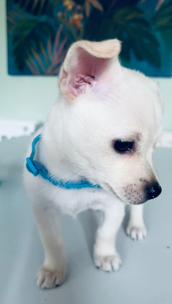 Pomchi Puppies -2 boys 3 girls 