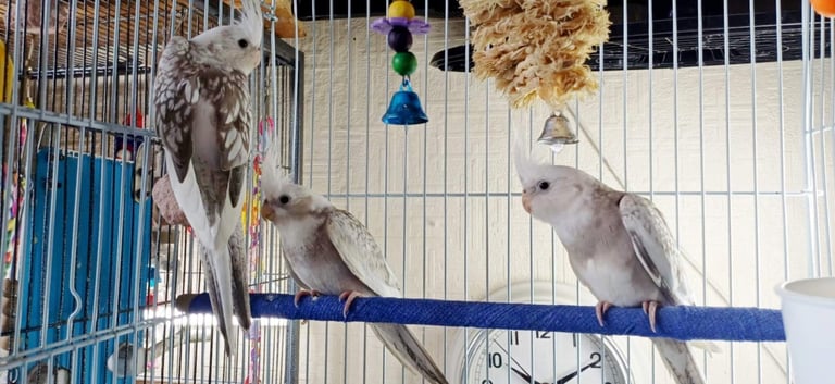Beautiful young cockatiels