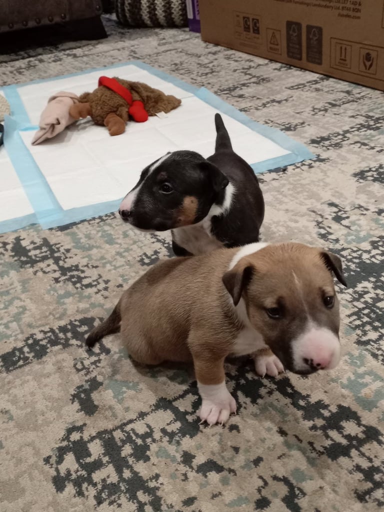 image for KC Registered English Bull Terrier