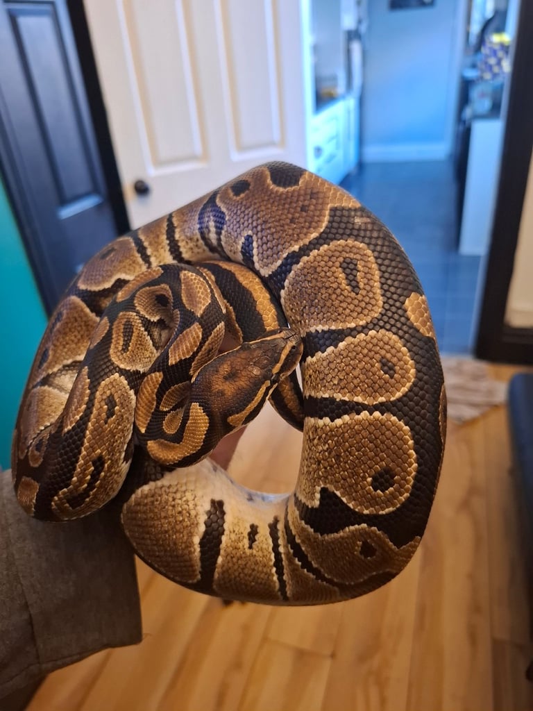 Royal python