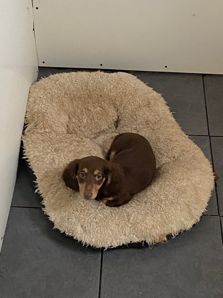 Beautiful dachshund long haired puppy seeks forever home