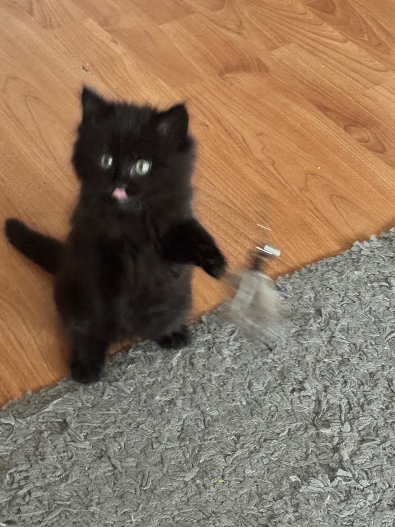 Black Fluffy Kitten