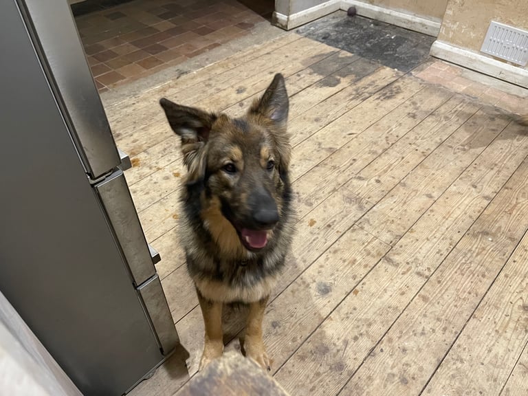 Beautiful German Shepherd