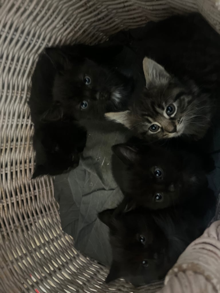 Fluffy Kittens For Sale (1 LEFT) 