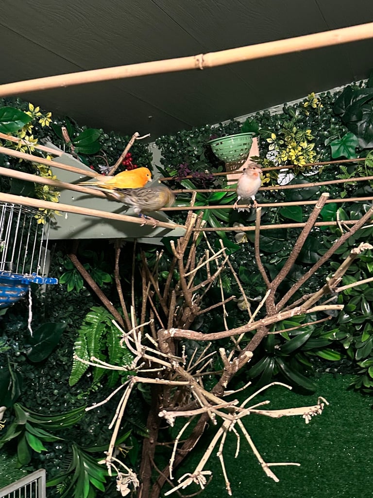 Birds 