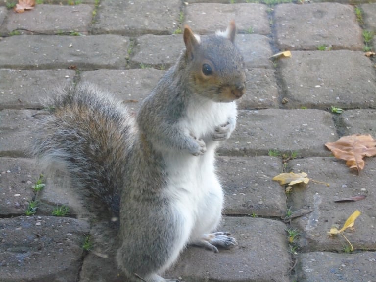 2013 Kia Picanto 1.0 2 Hatchback 5dr Petrol Manual Euro 5 (68 bhp) Petrol