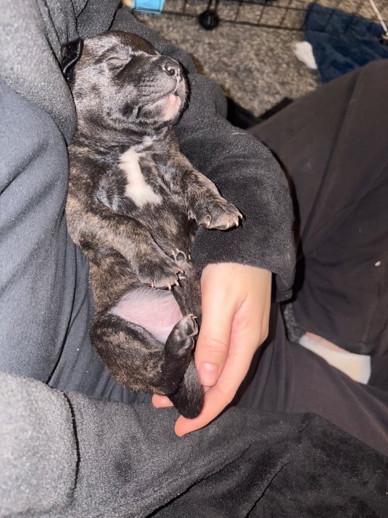 Staffordshire X puppies 