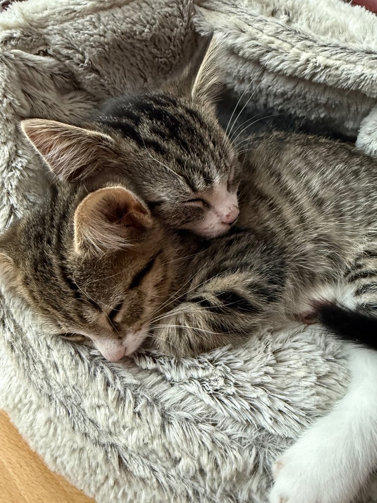 🌸🐾 Two Adorable Kittens Ready for Their Forever Homes! 🐾🌸