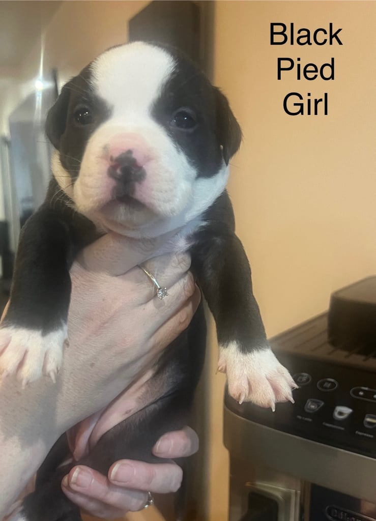 Pedigree pocket bully pups for sale! 