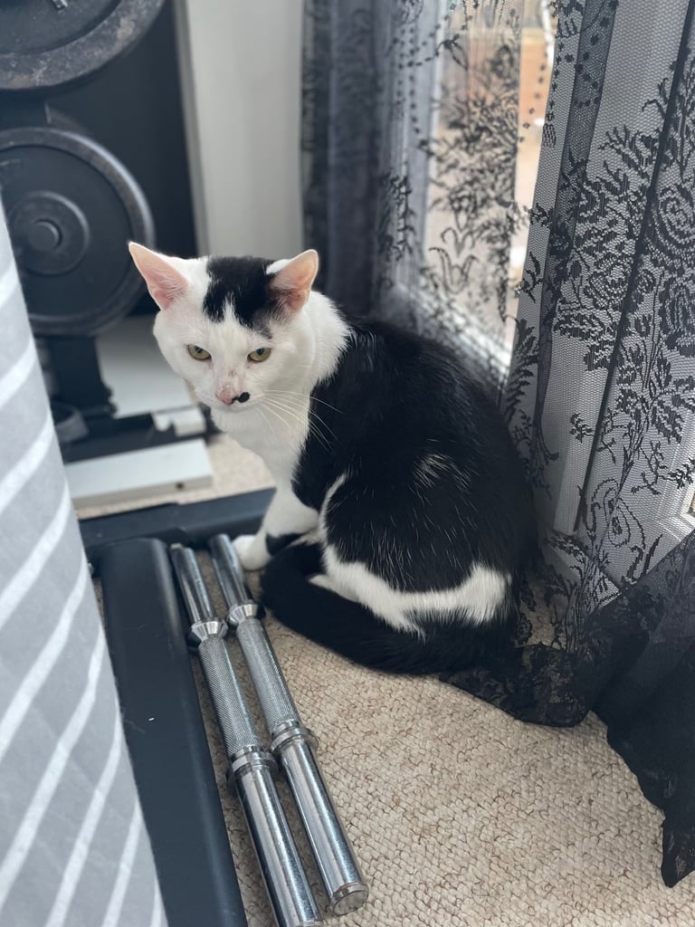 Male and female cat for adoption 