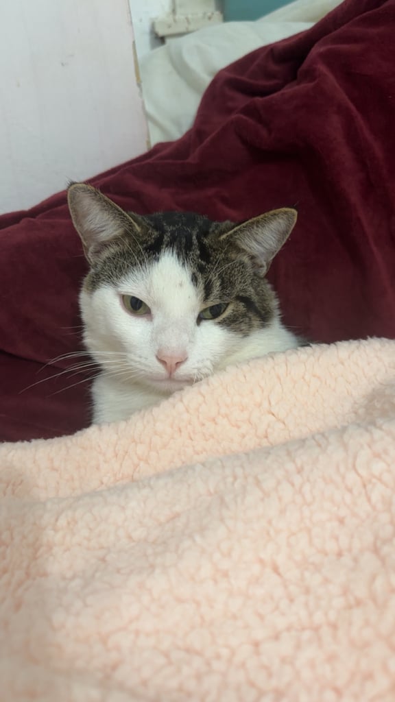 Two male cats for sale