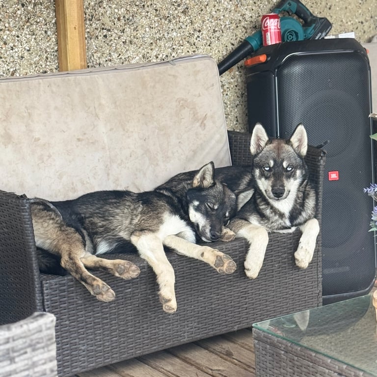 2 beautiful 6 month old husky puppies. 