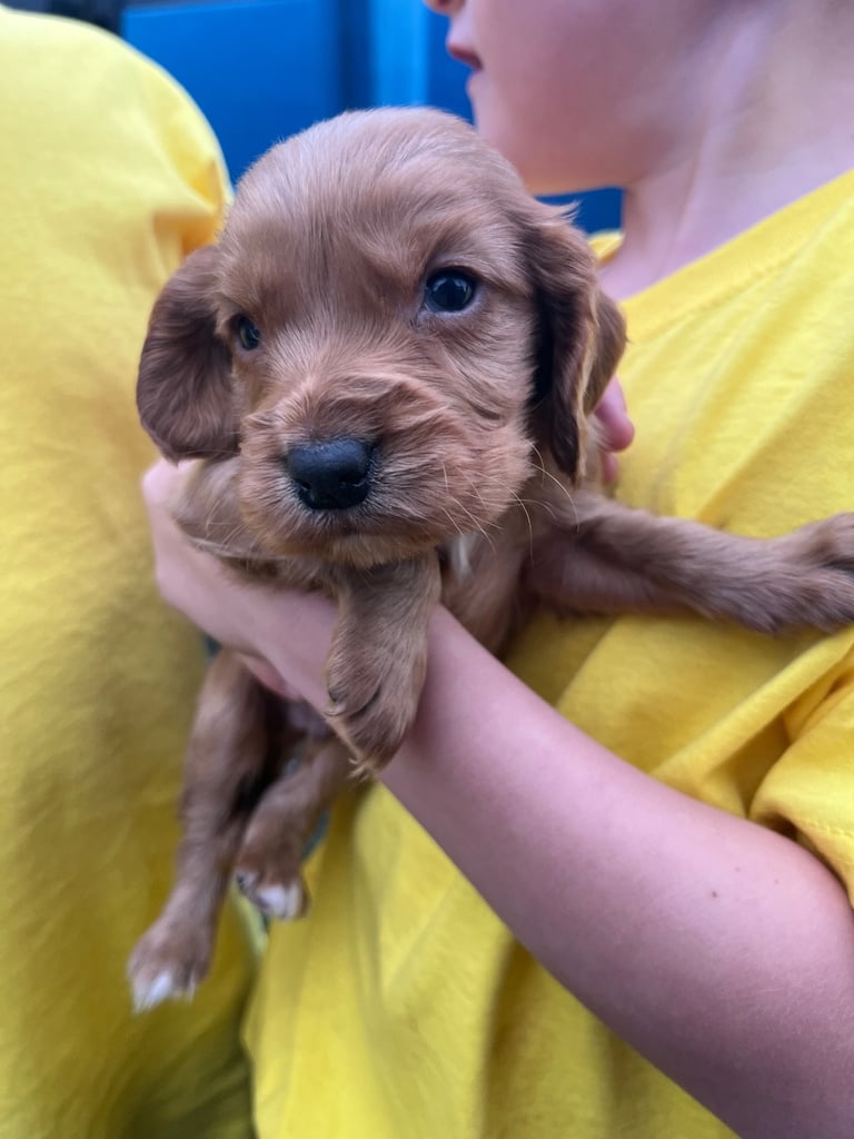 Cocker spaniel puppies 