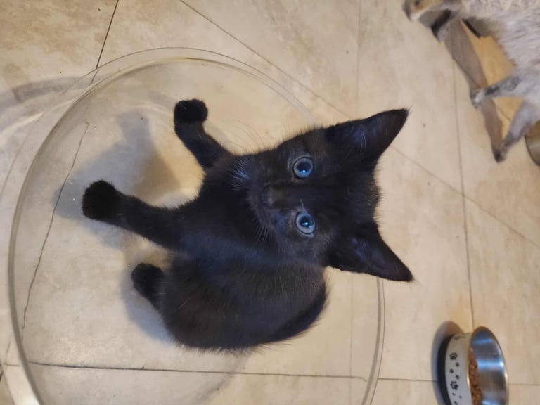 8 kittens looking for new homes