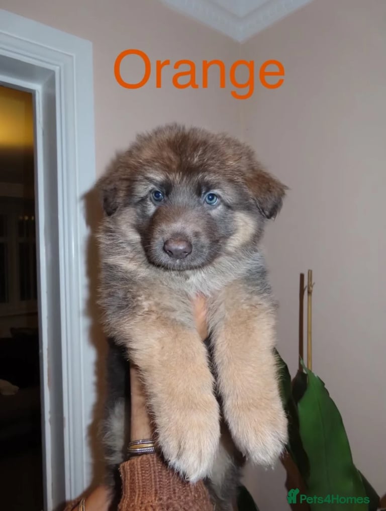 *READY* RARE BLUE/BLACK KC REG GSD PUPS 💙 🐾