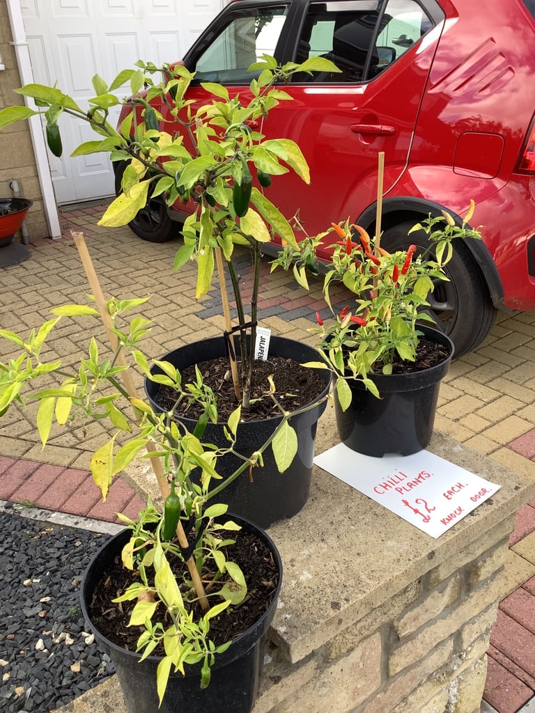 Chilli plants x3. £2 each