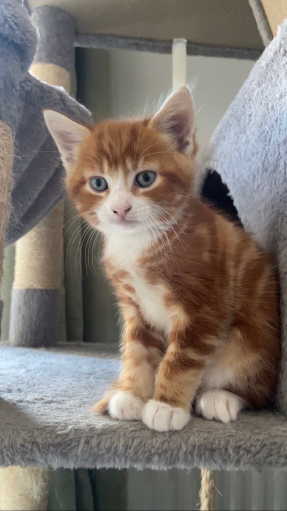 1 female and 1 male kitten. Ready to leave now. 8 weeks old