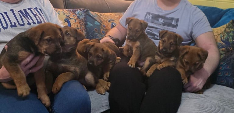 Belgian malinois x Aierdale terrier