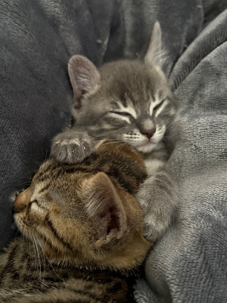 Russian Blue Bengals for Sale