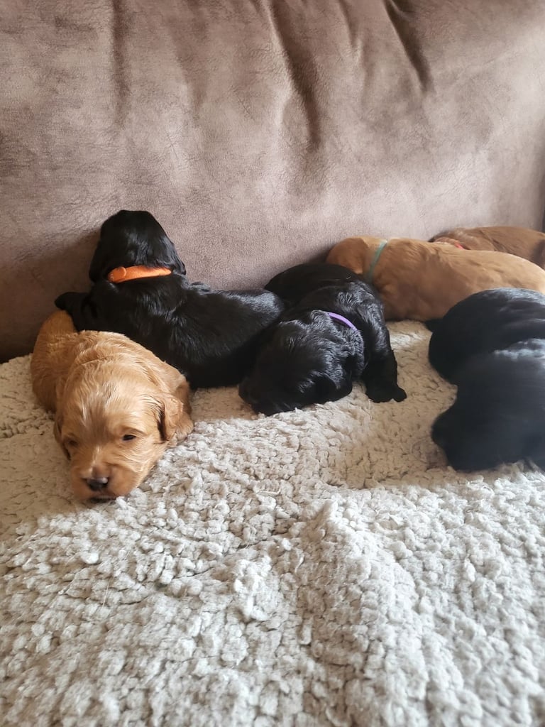Sproodle puppies