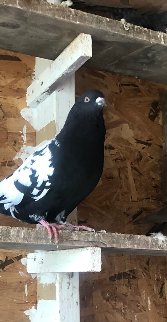 Pigeon 