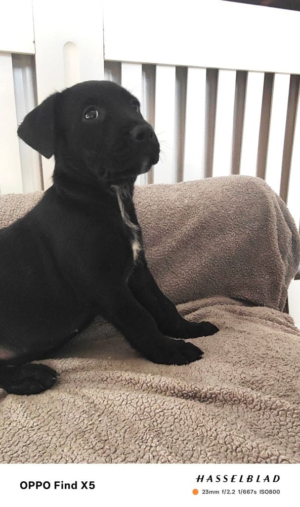 Mastiff x Shepherd puppies 