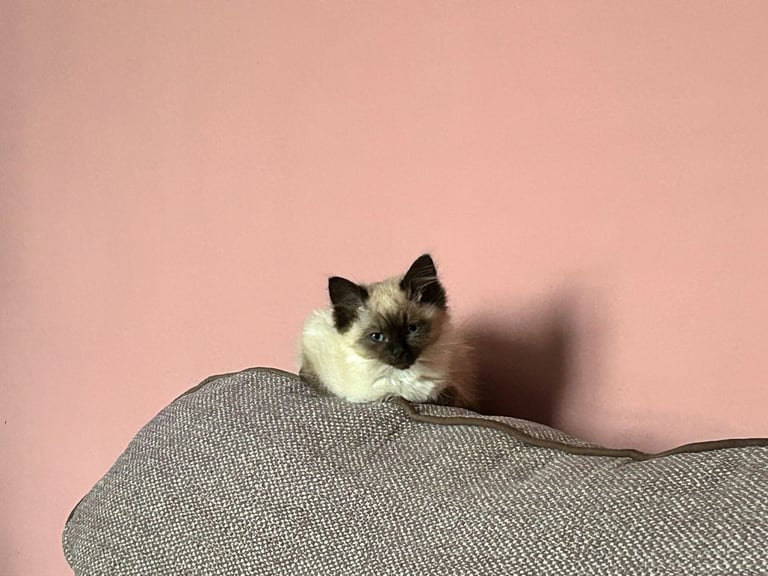 Stunning female ragdoll kitten
