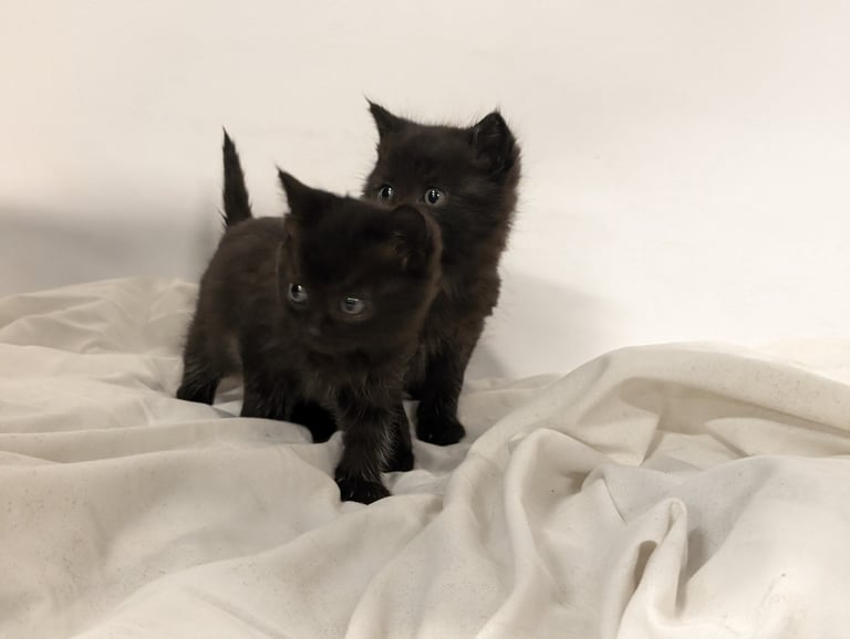 Cross ragdoll kittens x5