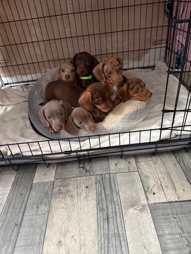 Miniature Dachshund puppies
