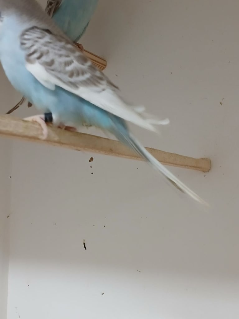 Baby Budgies and 7 mouth old Budgies