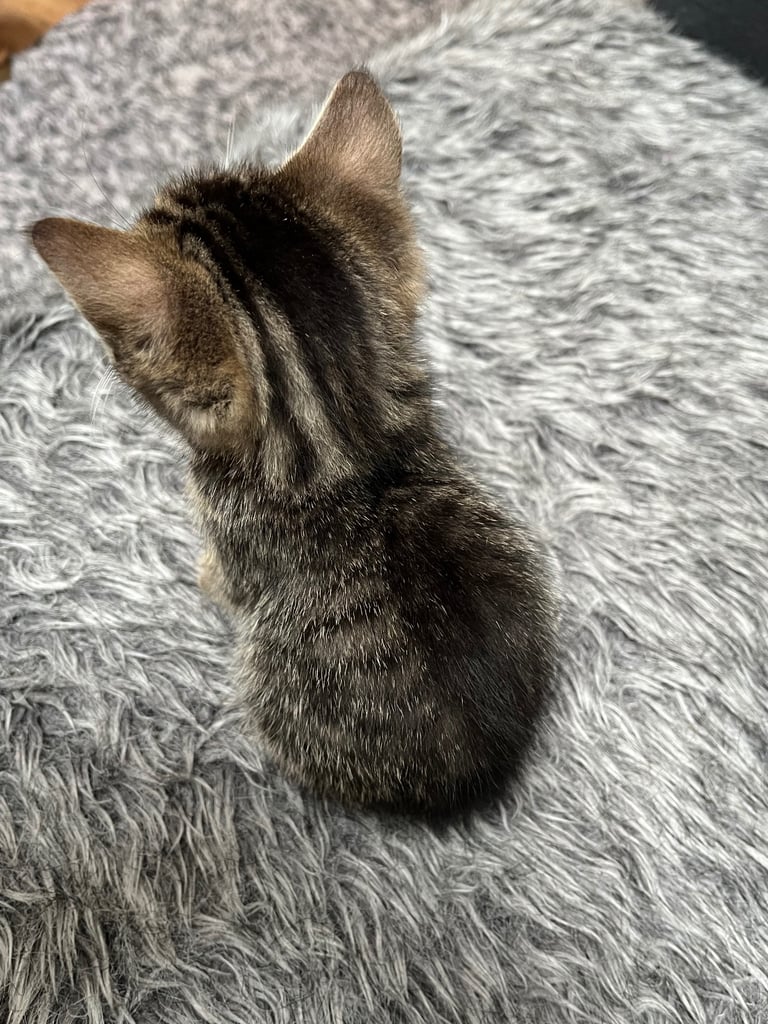 5 tabby kittens for sale 
