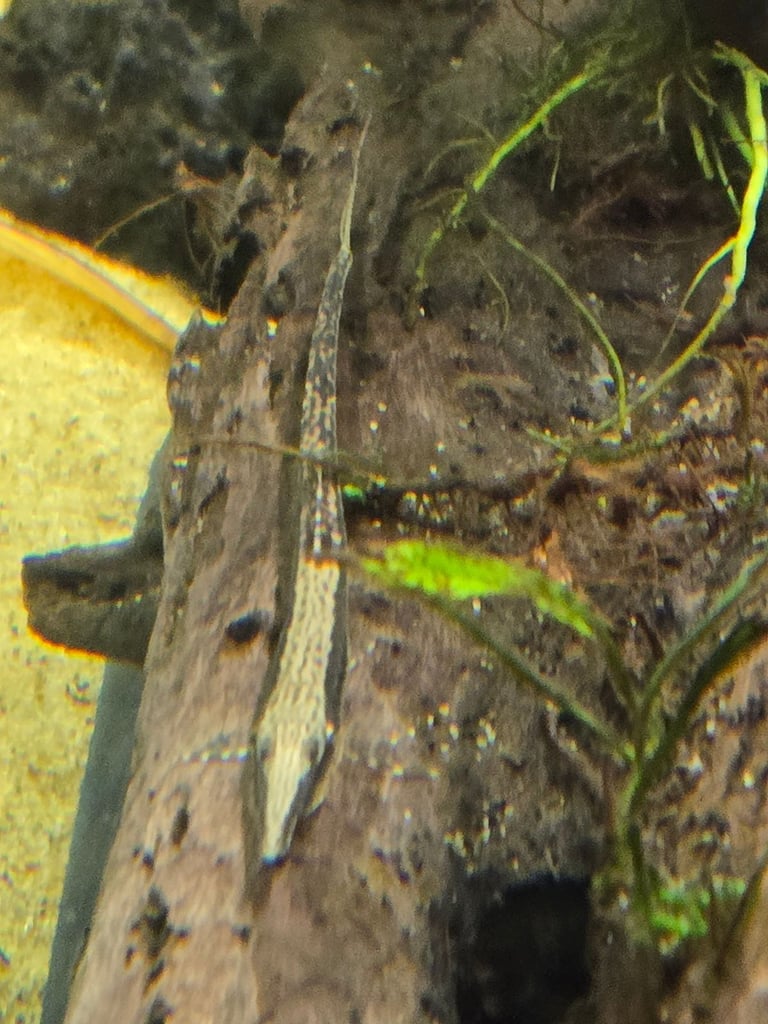 Tropical fish, need rehoming.