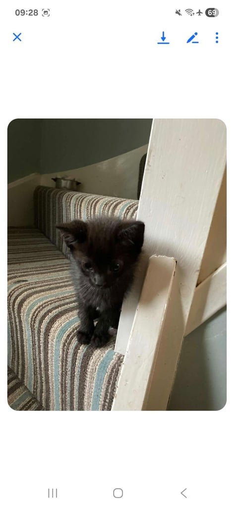 image for Black male kitten 