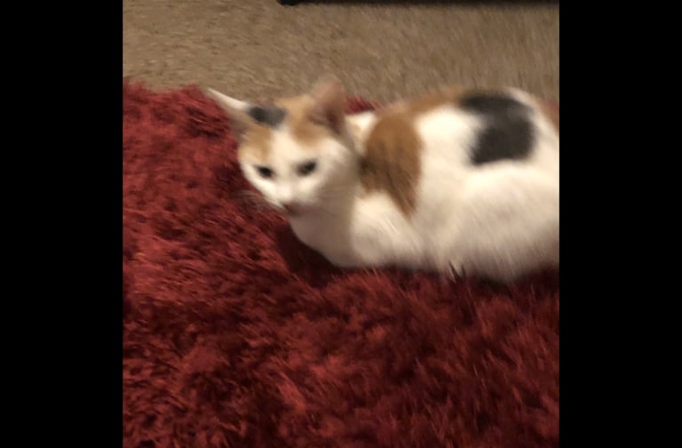 image for Pretty white calico female cat 1 years old