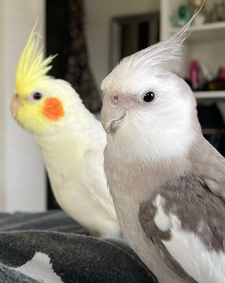 Paired cockatiels in need of new home.