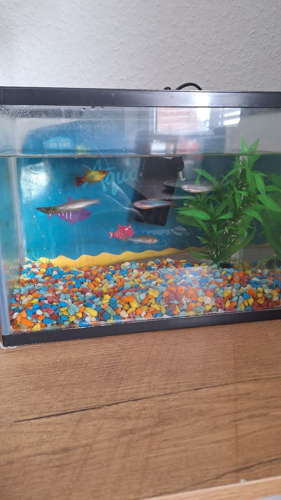 image for Fish tank
