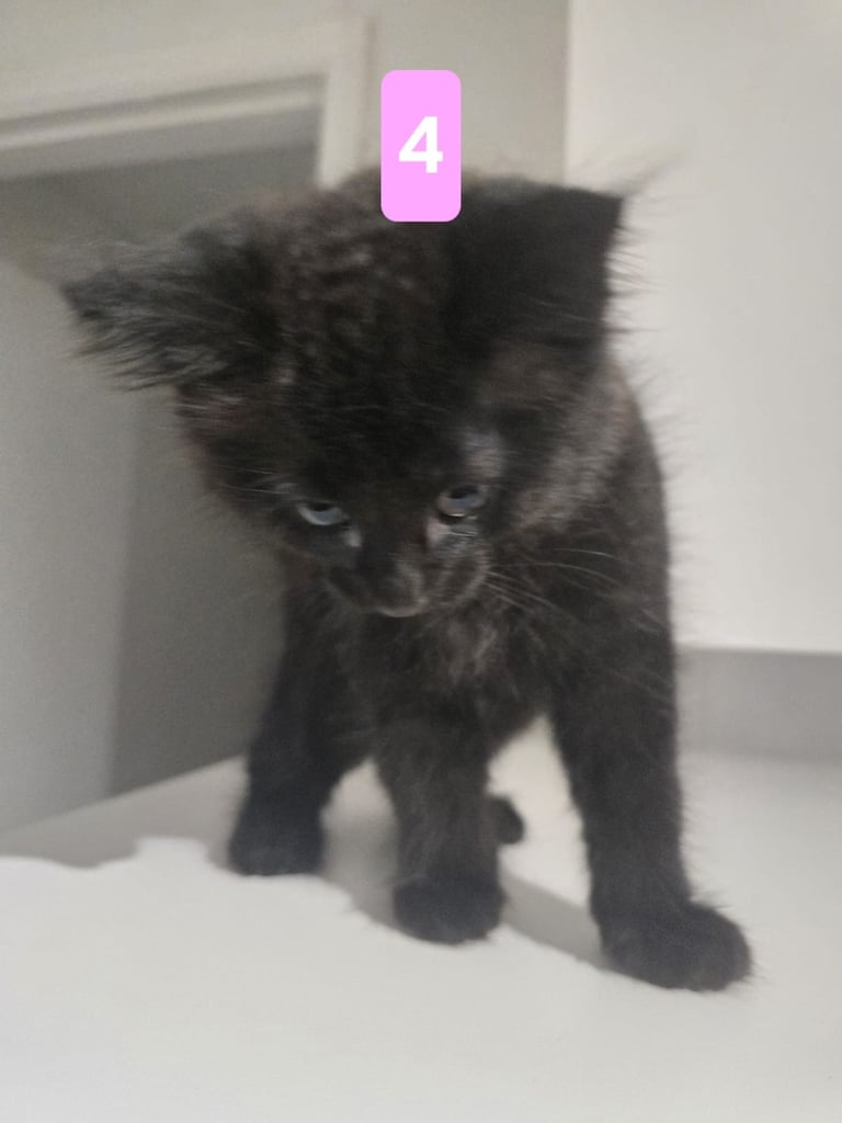 Kittens