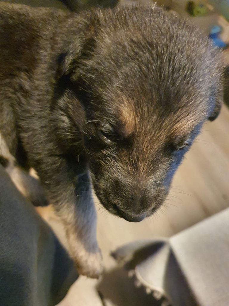German Shepherd x Labrador puppies