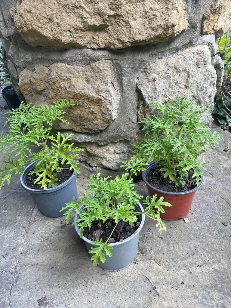 image for 3 Sweet Scented geranium plants for £10. Fulham