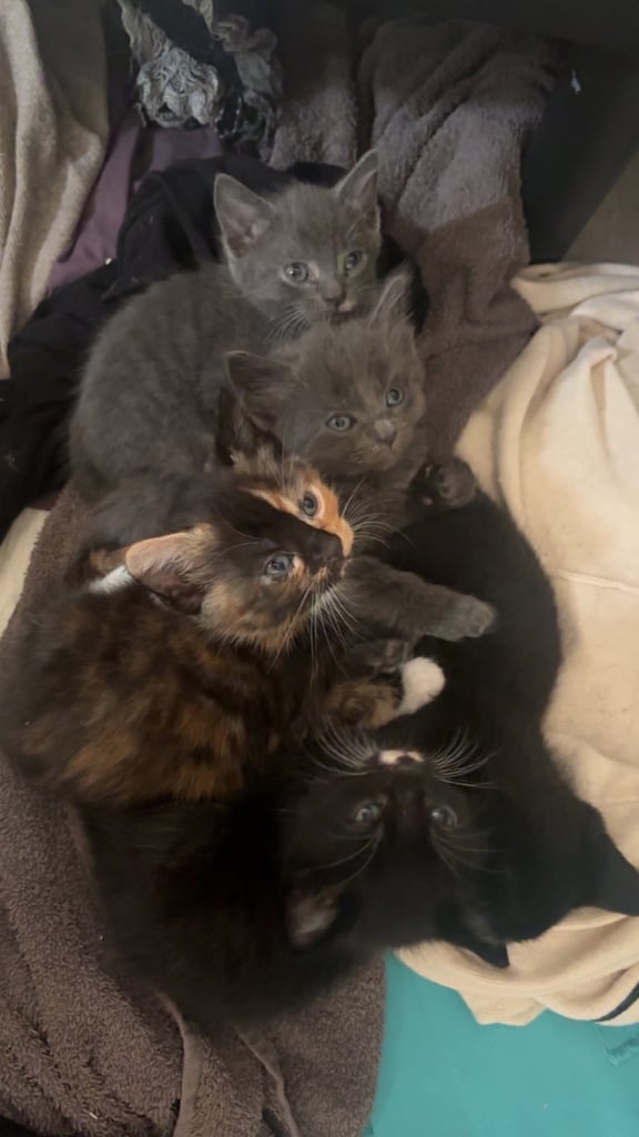 image for Kittens 