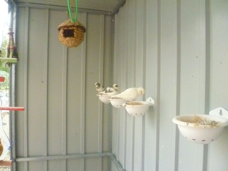 5 Canary Canaries Birds for sale for £140 Yellow, White/Black  Red Pure White Small Cage and Food