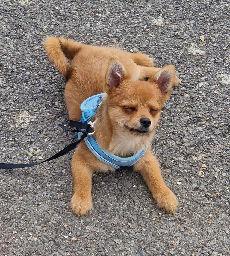 Pomeranian X Yorkshire Terrier Puppy rehoming. 8 Months Old